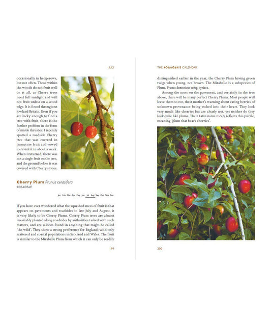 The Forager's Calendar: A Seasonal Guide to Nature