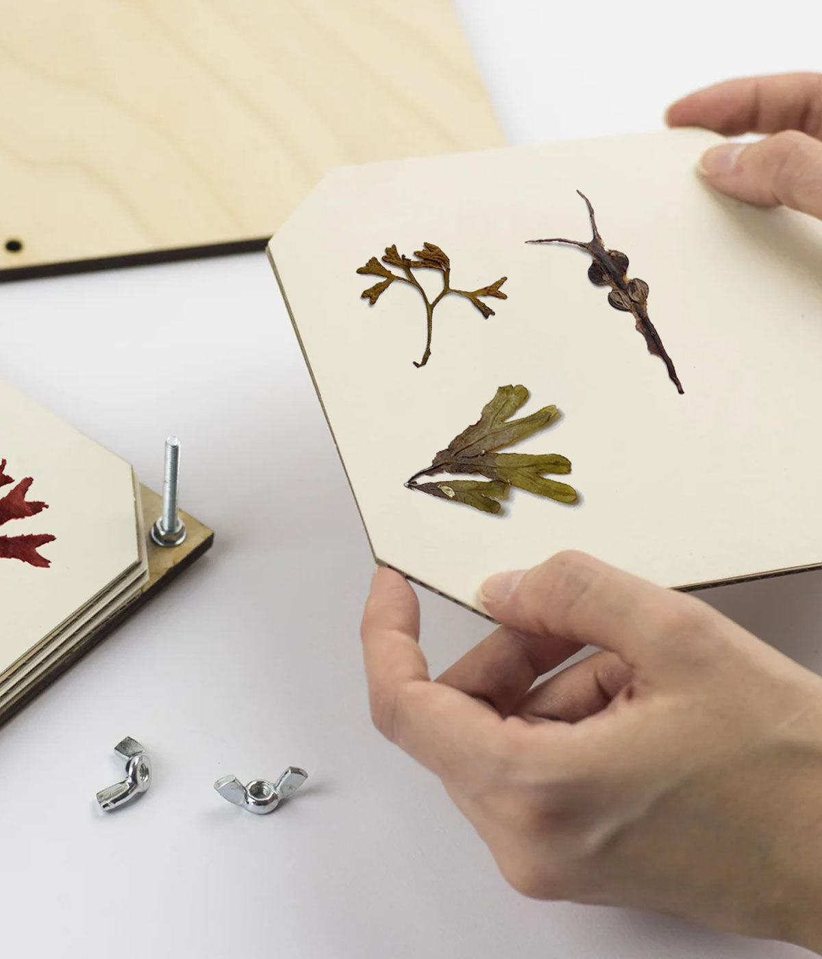 Seaweed Press Kit