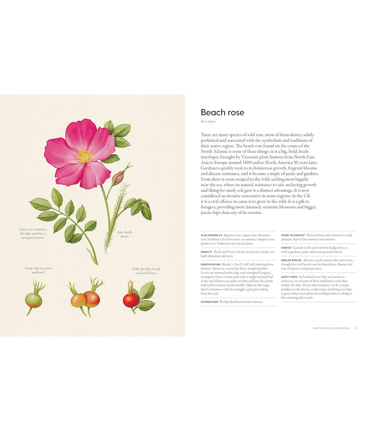 The Coastal Forager