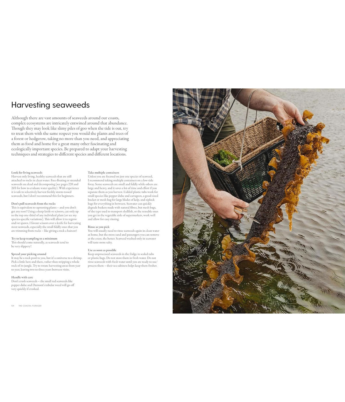 The Coastal Forager